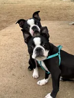 Girl 1, a female Boston Terrier for sale in Warrior, AL – Photo 5 of 5