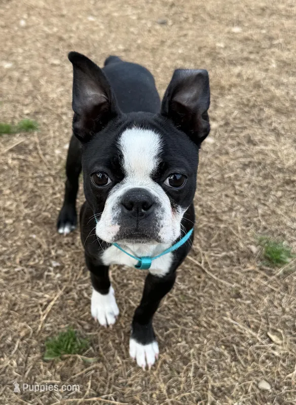 Girl 1 – Boston Terrier puppy for sale in Warrior, AL
