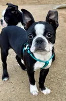 Girl 1, a female Boston Terrier for sale in Warrior, AL – Photo 4 of 5