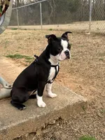 Girl 2, a female Boston Terrier for sale in Warrior, AL – Photo 4 of 4