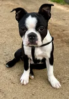 Girl 2, a female Boston Terrier for sale in Warrior, AL – Photo 3 of 4