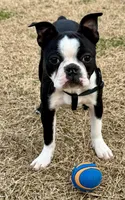 Girl 2, a female Boston Terrier for sale in Warrior, AL – Photo 2 of 4