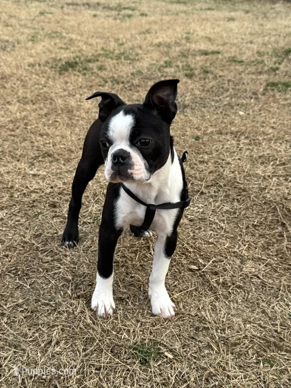 Girl 2 – Boston Terrier puppy on hold in Warrior, AL