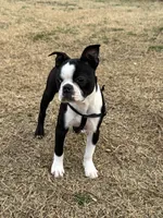 Girl 2, a female Boston Terrier for sale in Warrior, AL – Photo 1 of 4