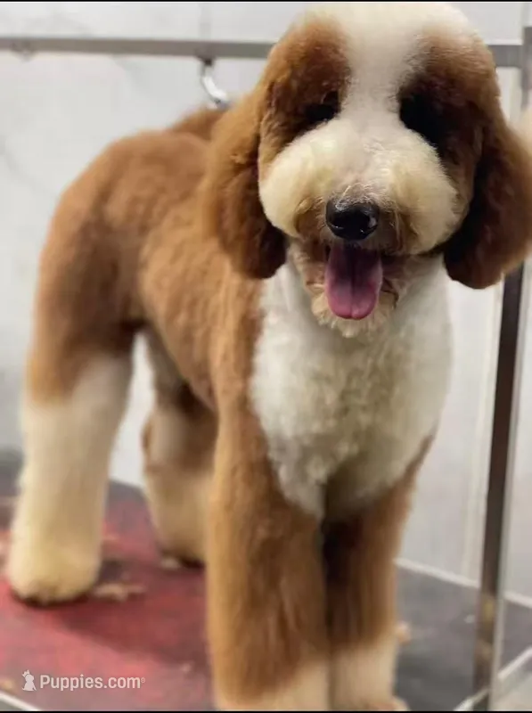 Mia – Poodle - Multi-Colored Standard puppy for sale in Arcadia, CA