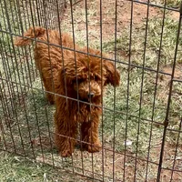 Tiny "Maple" Childress, Tx., a female Poodle - Toy  for sale in Childress, TX – 2 of 4