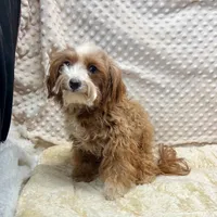 Tiny "Pippi" 4 lb.14ozs.  , a female Maltipoo for sale in Childress, TX – 2 of 3