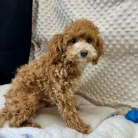 "Trever" Childress, Tx., a male Maltipoo and Poodle - Toy  for sale in Childress, TX – Photo 5 of 5