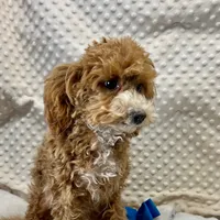 "Trever" Childress, Tx., a male Maltipoo and Poodle - Toy  for sale in Childress, TX – Photo 4 of 5