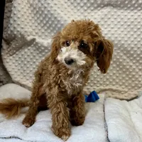"Trever" Childress, Tx., a male Maltipoo and Poodle - Toy  for sale in Childress, TX – Photo 2 of 5