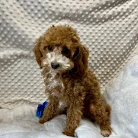 "Trever" Childress, Tx., a male Maltipoo and Poodle - Toy  for sale in Childress, TX – Photo 1 of 5