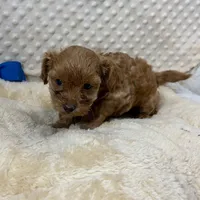 Sweet Tater, a male Maltipoo for sale in Childress, TX – 2 of 4
