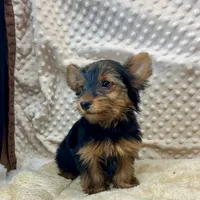 June, a female Yorkshire Terrier for sale in Childress, TX – 5 of 5
