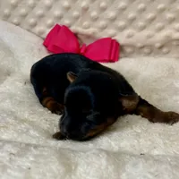 Jenny, a female Yorkshire Terrier for sale in Childress, TX – 1 of 3