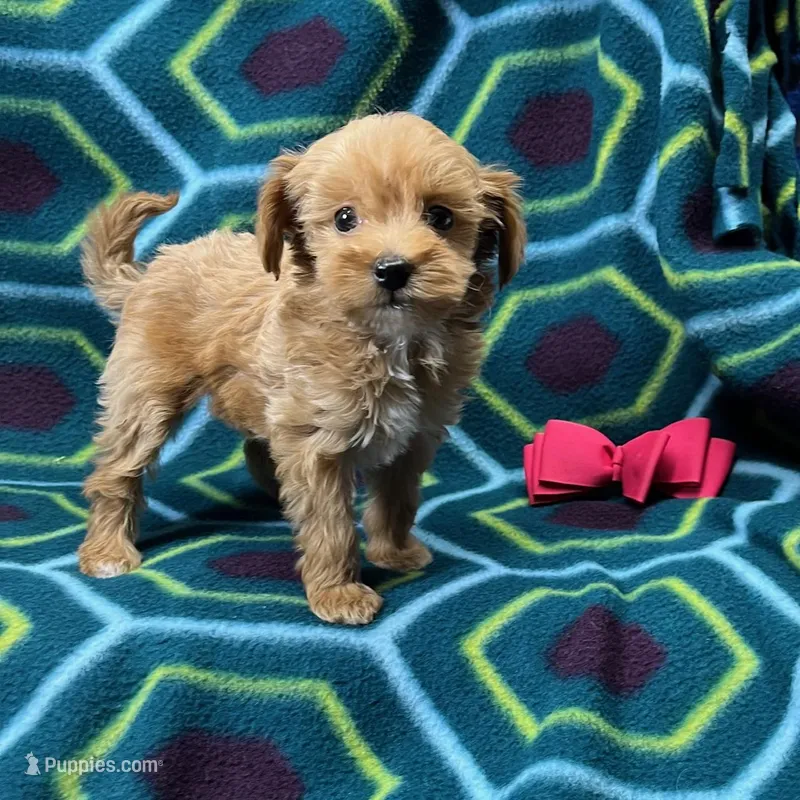 Blair is Reserved., a female Maltipoo for sale in Childress, TX – Photo 1 of 2