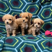 Blair is Reserved., a female Maltipoo for sale in Childress, TX – Photo 2 of 2