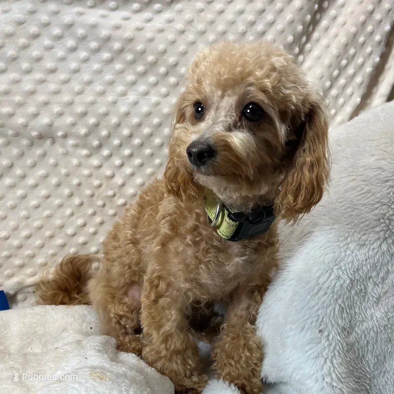 Walter Maltilpoo – Maltipoo puppy on hold in Childress, TX