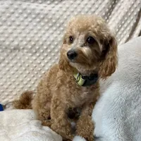 Walter Maltilpoo, a male Maltipoo for sale in Childress, TX – 1 of 5