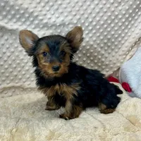 June, a female Yorkshire Terrier for sale in Childress, TX – 2 of 5