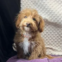 Clark, a male Maltipoo and Poodle - Toy  for sale in Childress, TX – Photo 4 of 7