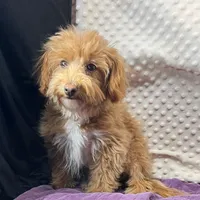 Clark, a male Maltipoo and Poodle - Toy  for sale in Childress, TX – Photo 5 of 7