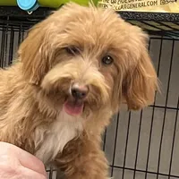Clark, a male Maltipoo and Poodle - Toy  for sale in Childress, TX – Photo 3 of 7