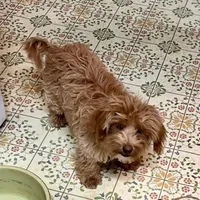 Clark, a male Maltipoo and Poodle - Toy  for sale in Childress, TX – Photo 6 of 7