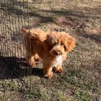 Clark, a male Maltipoo and Poodle - Toy  for sale in Childress, TX – Photo 1 of 7