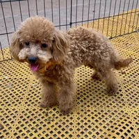 Tiny "Newton", a male Maltipoo and Poodle - Toy  for sale in Childress, TX – 4 of 4