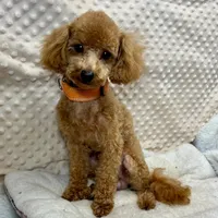 Tiny "Newton", a male Maltipoo and Poodle - Toy  for sale in Childress, TX – 4 of 8