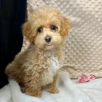 Tiny Ava ~ Reserved~, a female Maltipoo for sale in Childress, TX – Photo 5 of 5