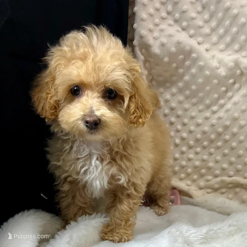 Tiny Ava ~ Reserved~