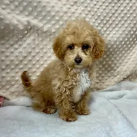 Tiny Ava ~ Reserved~, a female Maltipoo for sale in Childress, TX – Photo 2 of 5