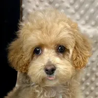 Tiny Ava ~ Reserved~, a female Maltipoo for sale in Childress, TX – Photo 4 of 5