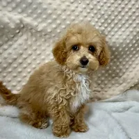 Tiny Ava ~ Reserved~, a female Maltipoo for sale in Childress, TX – Photo 3 of 5