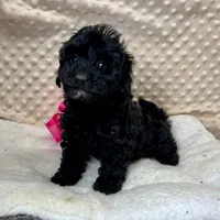 Sissie, a female Maltipoo and Yorkipoo for sale in Childress, TX – Photo 2 of 5