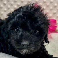 Sissie, a female Maltipoo and Yorkipoo for sale in Childress, TX – Photo 4 of 5