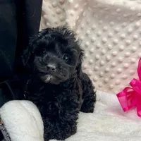 Sissie, a female Maltipoo and Yorkipoo for sale in Childress, TX – Photo 5 of 5