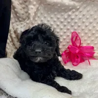 Sissie, a female Maltipoo and Yorkipoo for sale in Childress, TX – Photo 3 of 5