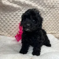 Sissie, a female Maltipoo and Yorkipoo for sale in Childress, TX – Photo 1 of 5