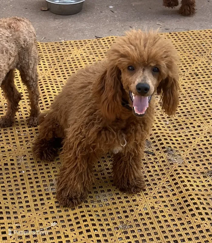 "Red River" Childress, Tx – Poodle - Miniature  puppy for sale in Childress, TX