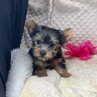 Jenny, a female Yorkshire Terrier for sale in Childress, TX – 2 of 4