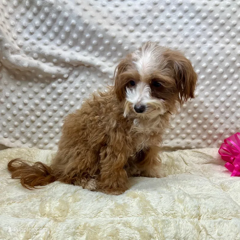 Tiny "Pippi" 4 lb.14ozs.   – Maltipoo puppy for sale in Childress, TX