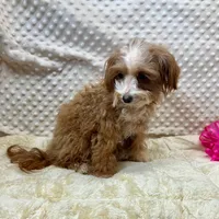 Tiny "Pippi" 4 lb.14ozs.  , a female Maltipoo for sale in Childress, TX – 1 of 3