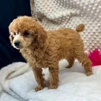 CKC Red "Ferm" Childress, Tx., a female Poodle - Toy  for sale in Childress, TX – Photo 5 of 5