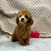 CKC Red "Ferm" Childress, Tx., a female Poodle - Toy  for sale in Childress, TX – Photo 2 of 5