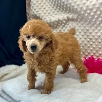 CKC Red "Ferm" Childress, Tx., a female Poodle - Toy  for sale in Childress, TX – Photo 4 of 5