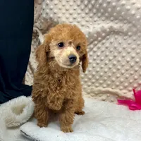 CKC Red "Ferm" Childress, Tx., a female Poodle - Toy  for sale in Childress, TX – Photo 1 of 5