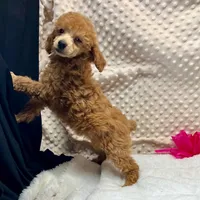 CKC Red "Ferm" Childress, Tx., a female Poodle - Toy  for sale in Childress, TX – Photo 3 of 5
