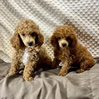 Sandy, a male Poodle - Miniature  for sale in Childress, TX – Photo 3 of 5
